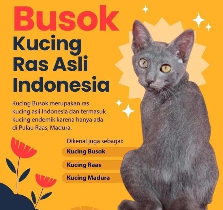 Unik, Yuk Kenalan dengan Busok Kucing Ras Asli Indonesia Asal Madura