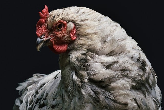 Hukum Wanita Menyembelih Ayam atau Hewan , Lantas Bagaimana Hukum Dagingnya? Ini Penjelasannya